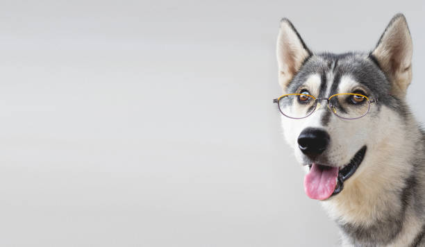 istock The cute husky dog in the glasses 1282808748