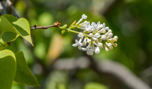 istock Lilacs Blooming in Spring in Northern Europe 1282809751