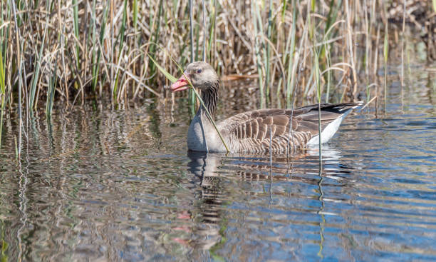 istock Grey Geese in a Wetland in Latvia in Spring 1282810624