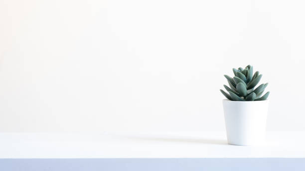 istock Succulent Pot with a White Background Stock Photo 1282810693