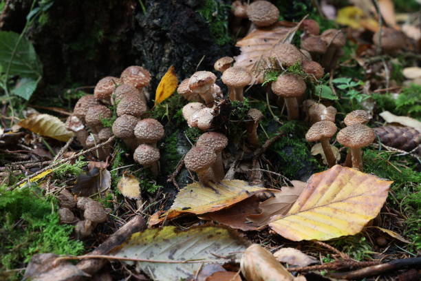 istock Autumn mushrooms grow in the forest on a stump 1282810728