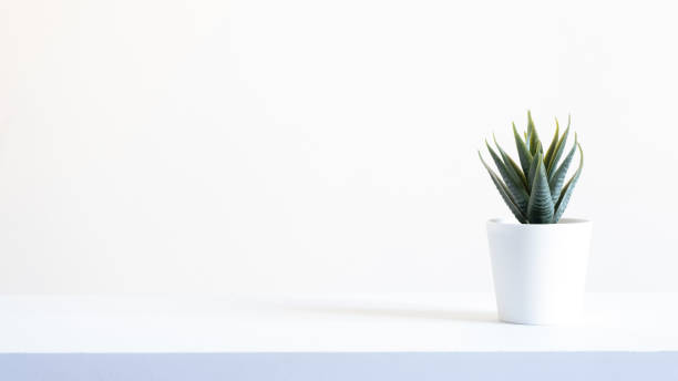 istock Succulent Pot with a White Background Stock Photo 1282810745