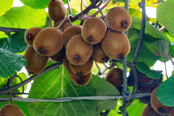 istock Lots Of ripe kiwi fruit on a branch 1282811043