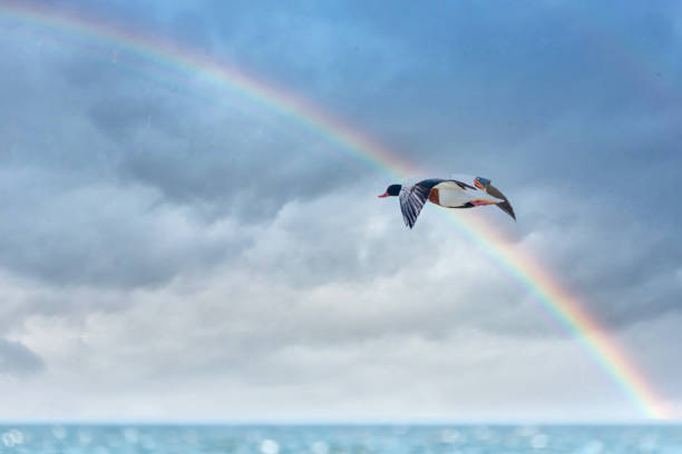 istock Duck Flying in a Rainbow Sky over the Sea 1282811152