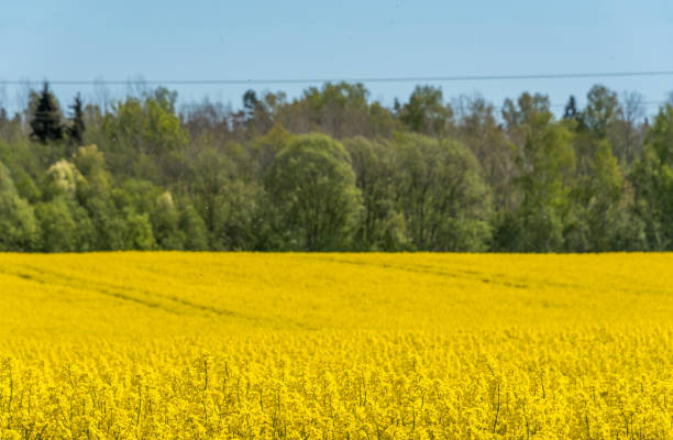 istock Field of Yellow Rap Seed Flowers on a Sunny Day 1282811249