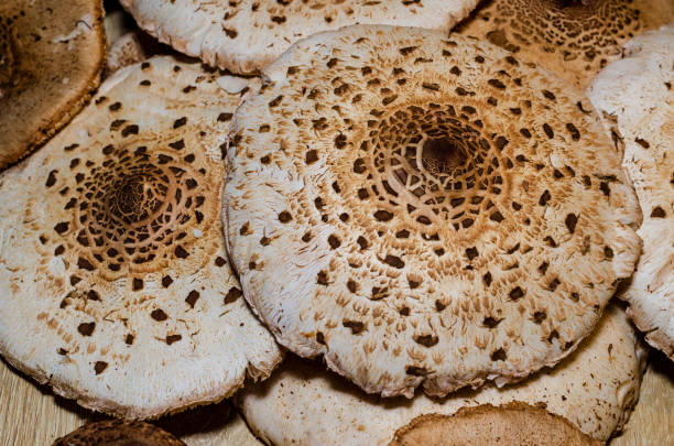 Macrolepiota procera, the parasol mushroom.