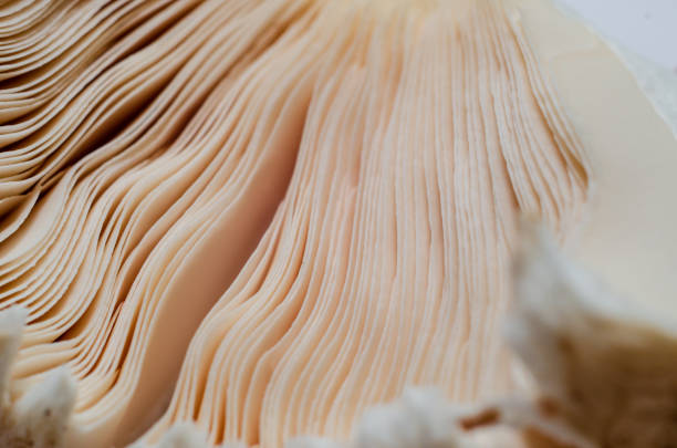 istock Close-up of mushroom gills. Under the mushroom cap. 1282811332