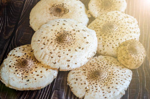 Macrolepiota procera, the parasol mushroom.