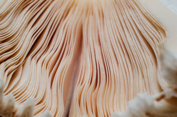istock Close-up of mushroom gills. Under the mushroom cap. 1282811366
