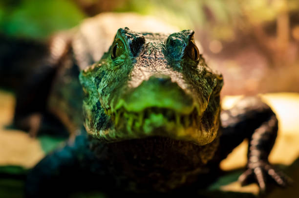 istock The spectacled caiman (Caiman crocodilus), also known as the white caiman, common caiman. 1282811381
