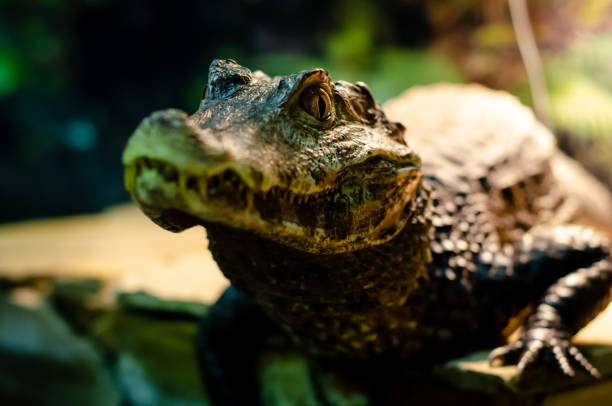 istock The spectacled caiman (Caiman crocodilus), also known as the white caiman, common caiman. 1282811399
