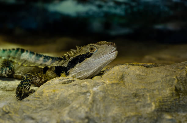 The Australian water dragon (Intellagama lesueurii)