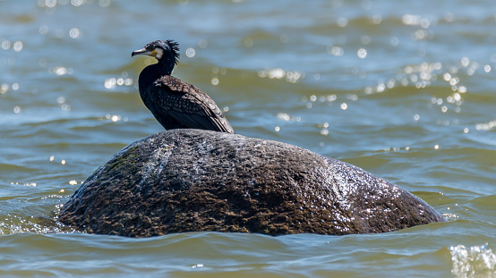 Great Black Cormorant on a Rock on the Baltic Sea Coast