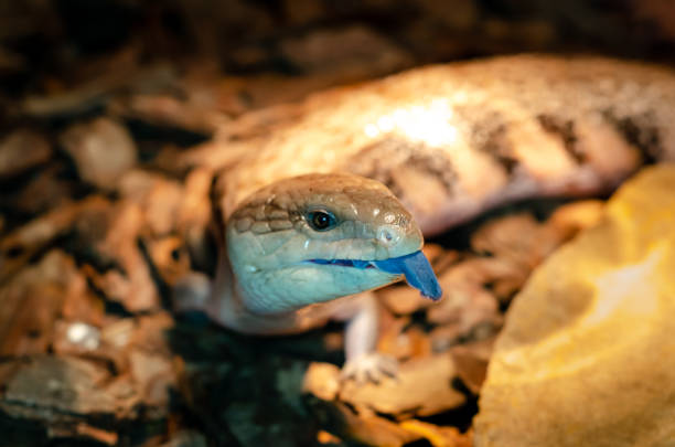 Tiliqua scincoides (common blue-tongued skink, blue-tongued lizard, common bluetongue) Tiliqua scincoides (common blue-tongued skink, blue-tongued lizard, common bluetongue) tiliqua scincoides stock pictures, royalty-free photos & images