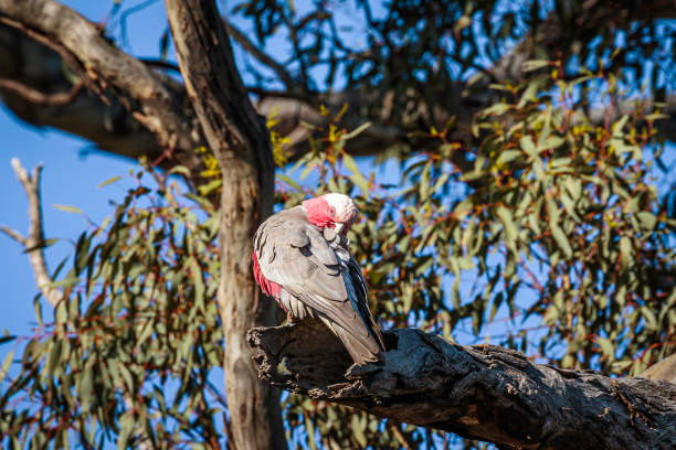 istock Galah female in a tree 1282813803