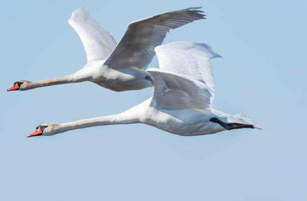 istock 2 Swans Flying in a Blue Sky 1282815035