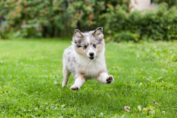 Small beautiful shetland sheepdog running around garden. Small beautiful shetland sheepdog running around garden. Photo taken in Latvia sheltie blue merle stock pictures, royalty-free photos & images