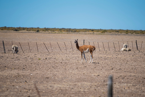 Beautiful example of Guanaco animal living and dwelling in north Patagonia region of Valdes district in Puerto Madryn, Argentina. Typical patagonian ranch and farm life in South America