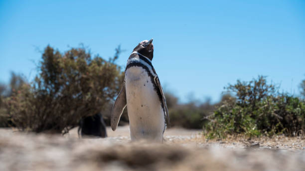 Beautiful Isolated Penguin in his wildlife on a natural reserve park Beautiful Isolated Penguin dwelling free in a natural national park in north Patagonia near the city of Puerto Madryn in Argentina. Unesco world heritage as natural reserve park in a summer day. punta tombo stock pictures, royalty-free photos & images