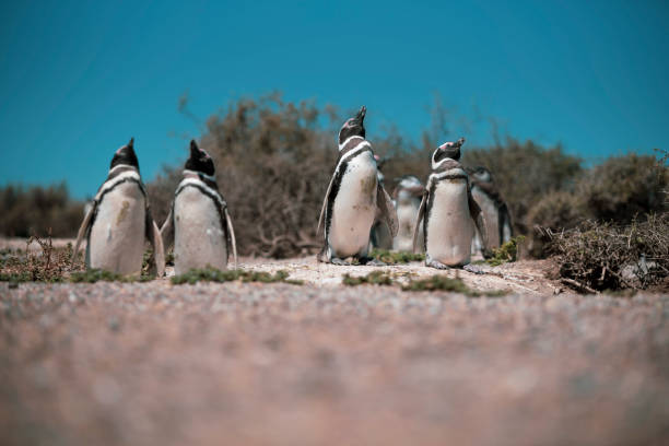 Colony of Magellanic Penguins (Spheniscus magellanicus) on Isla Magdalena in the Strait of Magellan, Chile. Colony of Magellanic Penguins (Spheniscus magellanicus) on Isla Magdalena in the Strait of Magellan, Chile. punta tombo stock pictures, royalty-free photos & images