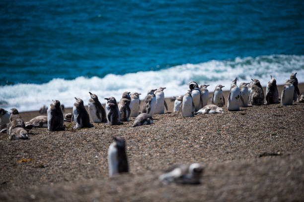 Colony of Magellanic Penguins (Spheniscus magellanicus) on Isla Magdalena in the Strait of Magellan, Chile. Colony of Magellanic Penguins (Spheniscus magellanicus) on Isla Magdalena in the Strait of Magellan, Chile. punta tombo stock pictures, royalty-free photos & images