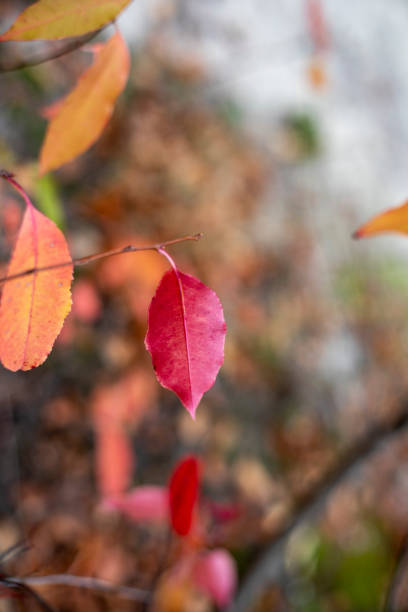 istock aspen red leaf on a branch in the forest, blurred background 1282816894