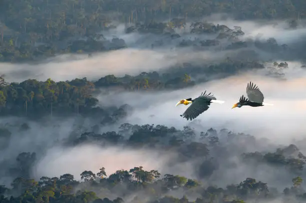 Photo of A pair of hornbills are flying over the beautiful scenery of the forest.Wreathed hornbill