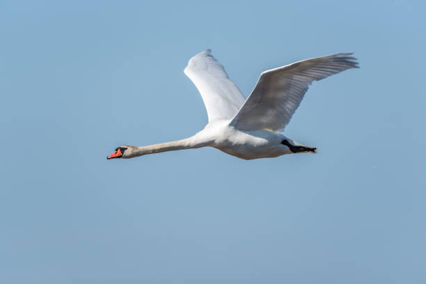 istock Swan Flying in a Blue Sky 1282817350