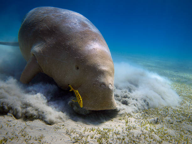 istock Dugong in Red Sea 1282818588