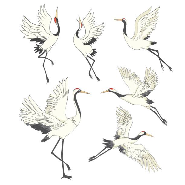 ilustraciones, imágenes clip art, dibujos animados e iconos de stock de juego de pájaros. grúa, cigueña, garántate. vector. - traditional culture heron bird animal