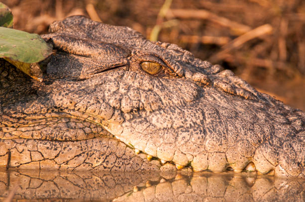 istock Saltwater Crocodile at Corroboree billabong, Northern Territory, Australia 1282820043
