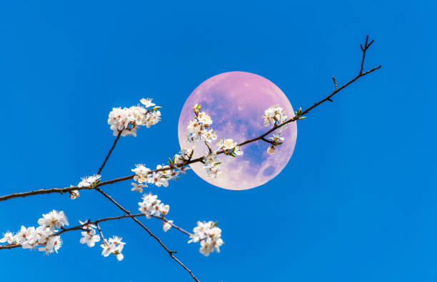 핑크 보름달과 핑크 봄 과일 나무 꽃 - 보름달 뉴스 사진 이미지