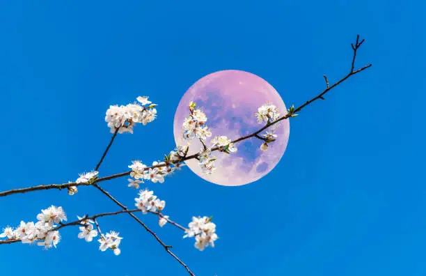 Photo of Pink Spring Fruit Tree Blossoms with Pink Full Moon