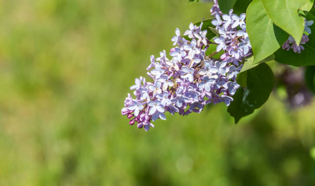 istock Lilacs Blooming in Spring in Northern Europe 1282821178