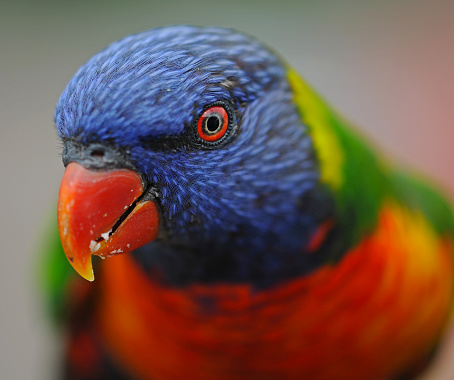 The rainbow lorikeet (Trichoglossus moluccanus) is a species of parrot found in Australia. It is common along the eastern seaboard, from northern Queensland to South Australia. Its habitat is rainforest, coastal bush and woodland areas.