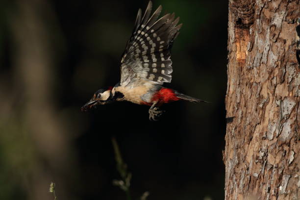 istock Great Spotted Woodpecker (Dendrocopos major) Germany 1282821489