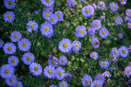 Sunny autumn garden. Flowers of lilac chrysanthemums on a background of green foliage