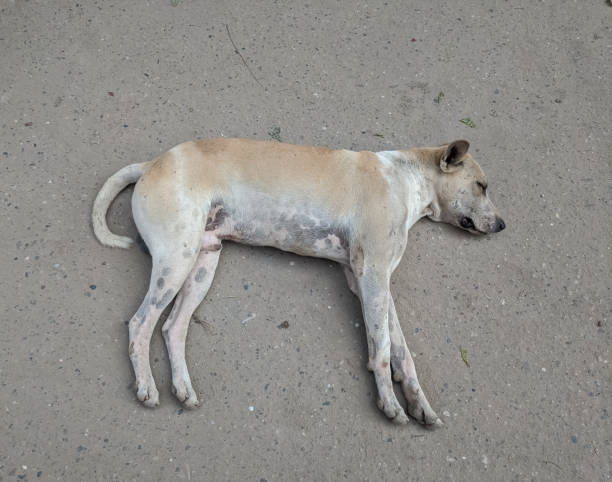 A dog lay down in the street. 24 Oct 2020.