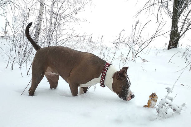 American staffordshire terrier met the siberian chipmunk