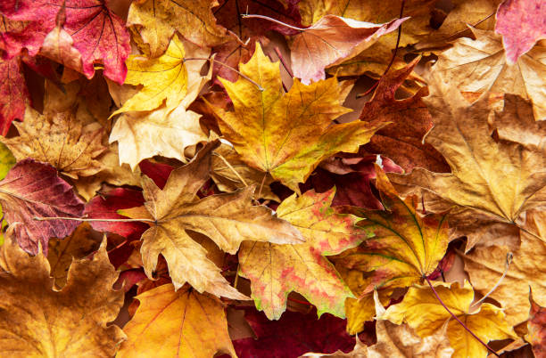 istock Dried Maple leaves. Nature background 1282821727