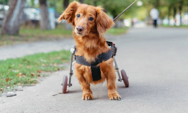the dog is disabled. the dog is in a wheelchair. - dachshund color image dog animal imagens e fotografias de stock