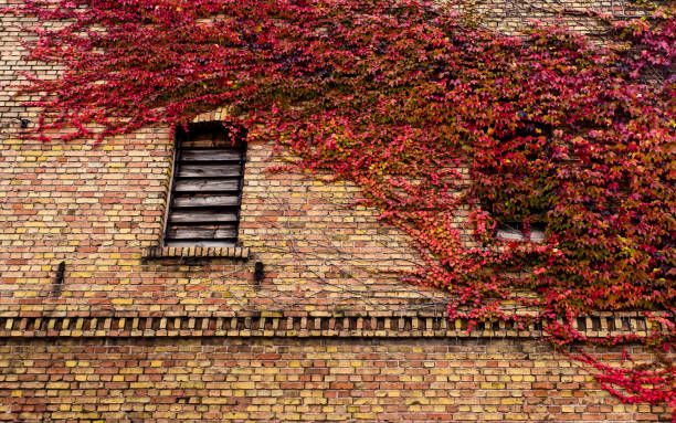 istock Tendril plants on the wall 1282822597