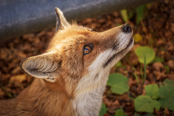 istock Fox Close Up - A Fox look for food 1282822697