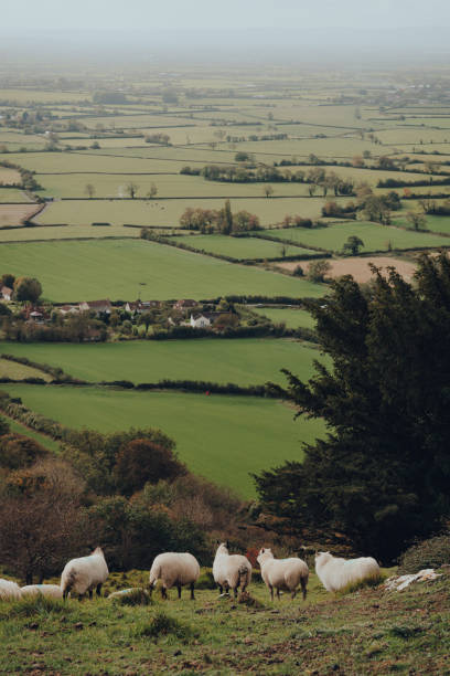 istock Sheep in Mendip Hills, Somerset, UK, scenic view. 1282822869