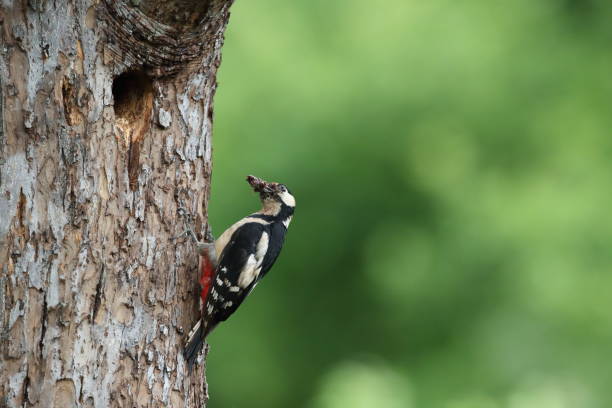 istock Great Spotted Woodpecker (Dendrocopos major) Germany 1282824356