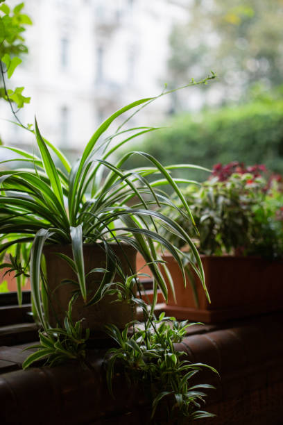 istock flowers in a garden 1282824392
