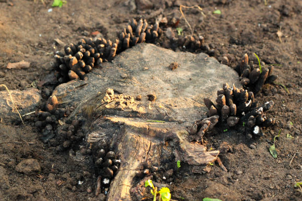пальцы мертвеца ил�и полиморфа xylaria, сапробные грибы на пне - xylaria стоковые фото и изображения