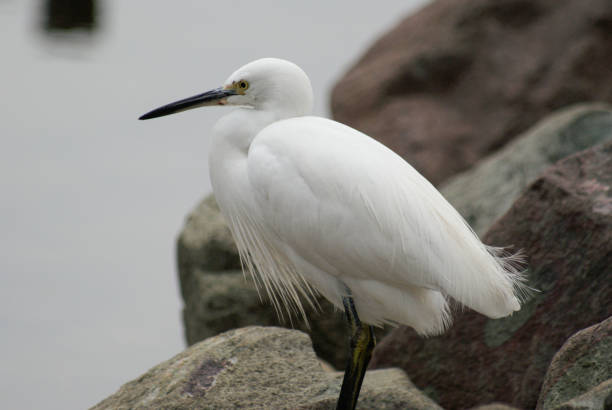 istock Little Egret (Egretta Garzetta) Sittng on the Rock 1282825050