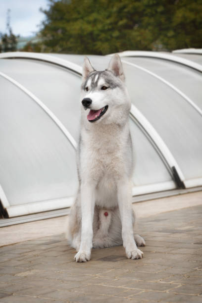 A portrait of young Siberian Husky male dog. The dog is sitting on grey lines, a grey pool pavilion, and green trees are behind him. He is very attentive; his eyes are brown; fur is grey and white. A portrait of young Siberian Husky male dog. The dog is sitting on grey lines, a grey pool pavilion, and green trees are behind him. He is very attentive; his eyes are brown; fur is grey and white. animal penis stock pictures, royalty-free photos & images