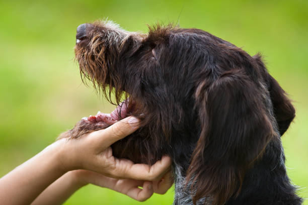 istock inspection of teeth in dog 1282826685